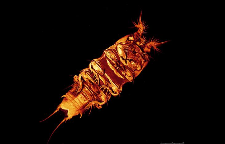 [Copepod.JPG]