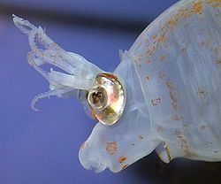 [piglet+squid+1.jpg]