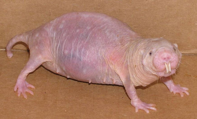 [naked+mole-rat+-+pregnant.jpg]