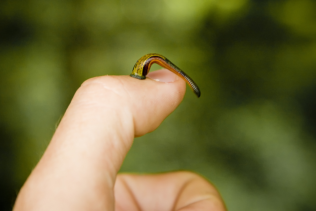 [tiger+leech+on+thumb.jpg]