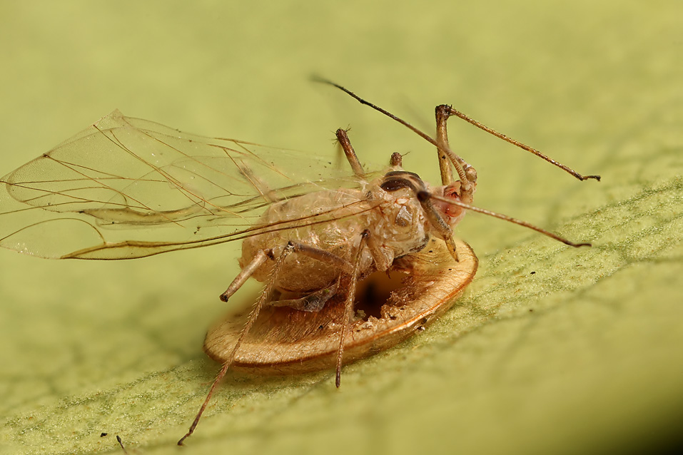 [aphid+with+wasp+saucer.jpg]