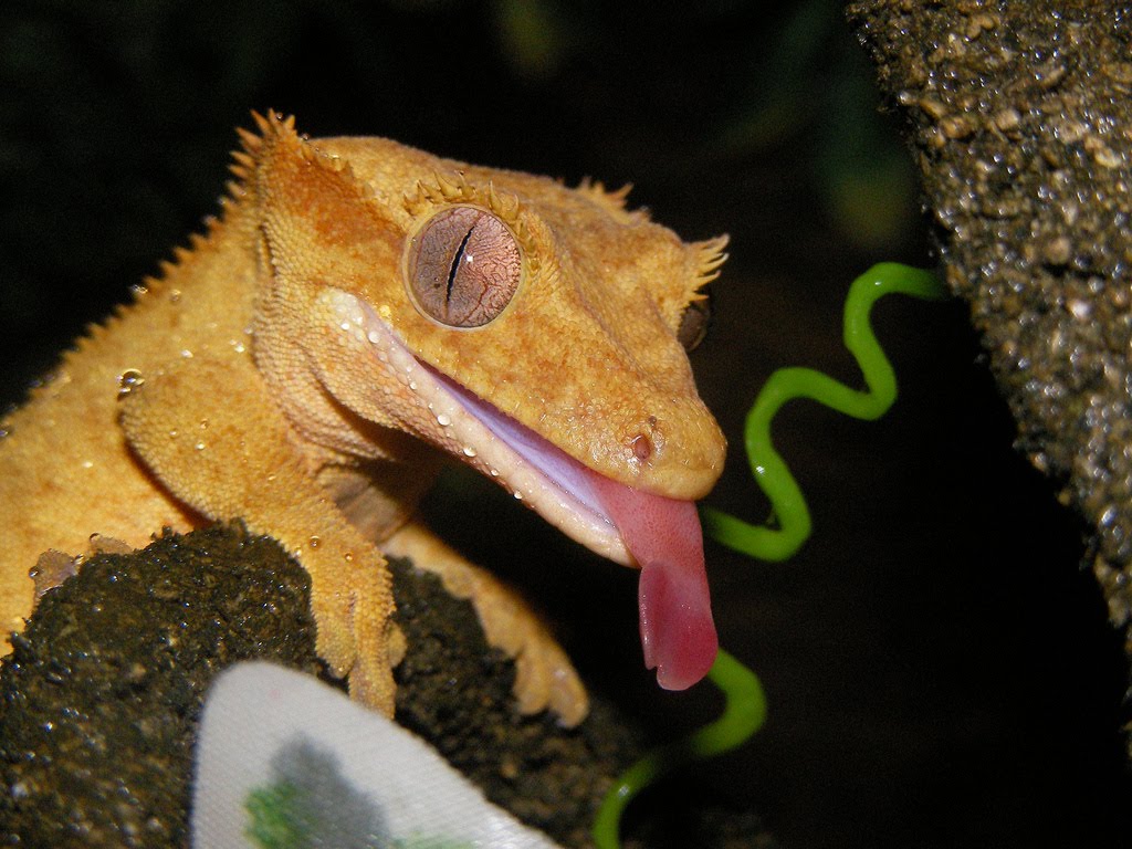 Gecko Tongue