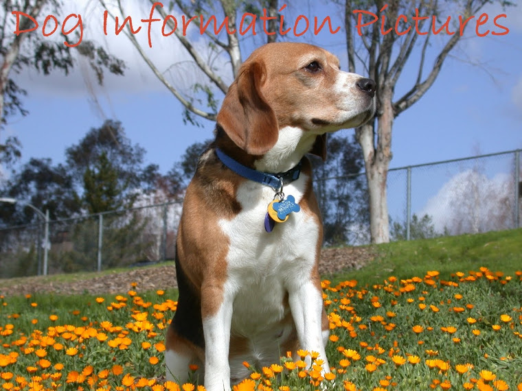 Dog Information Pictures