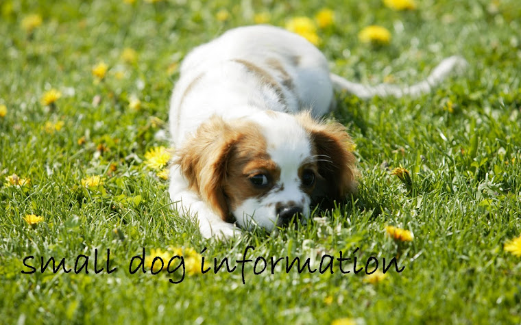 small dog information