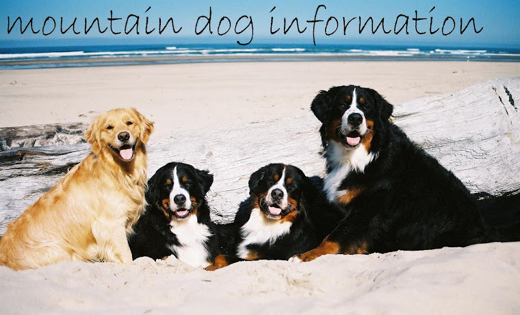 mountain dog information