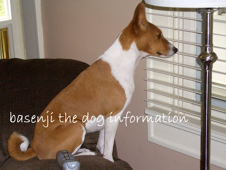basenji the dog information