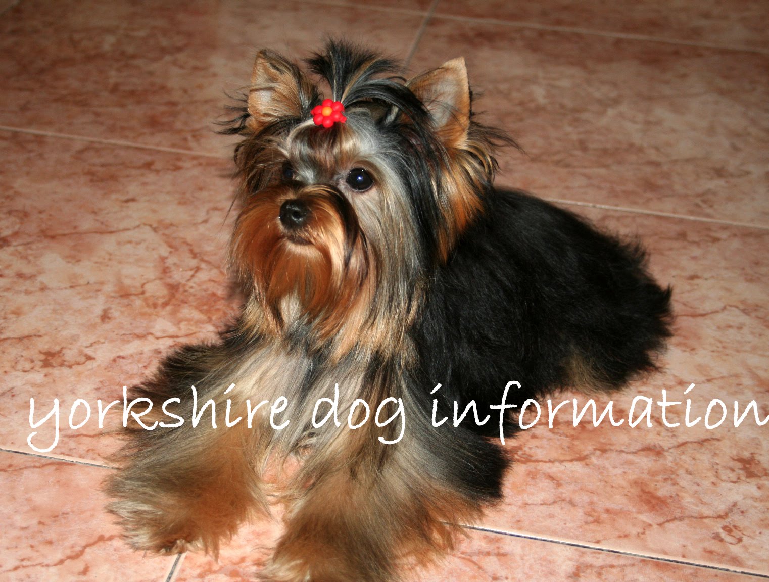 yorkshire dog information