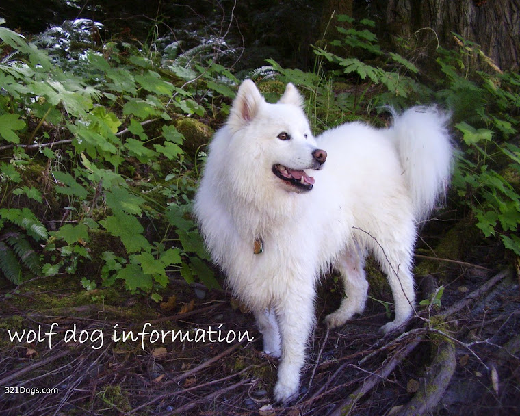 wolf dog information