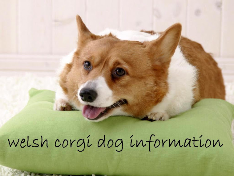 welsh corgi dog information
