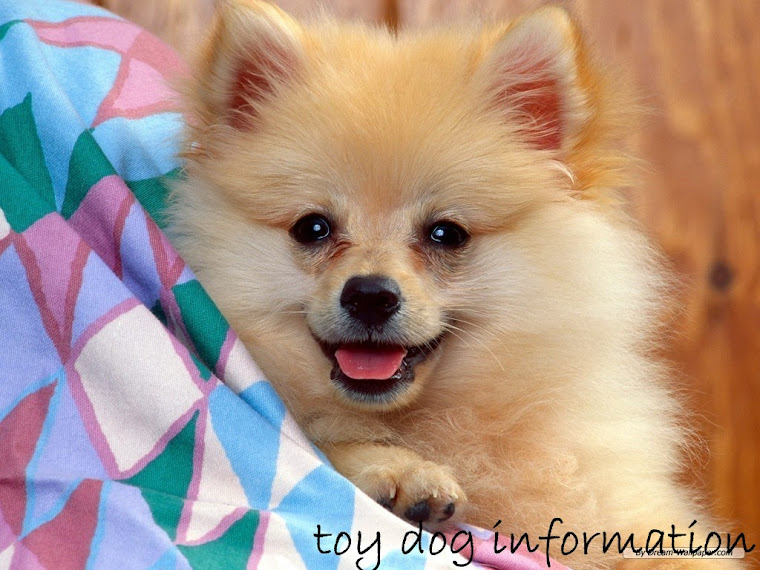 toy dog information