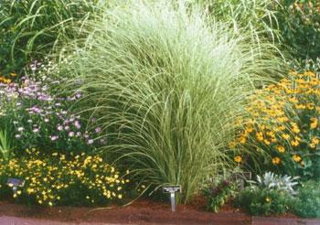 Morning Light Grass