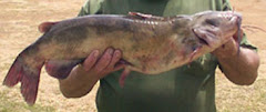 Stan Antonuk's 13 Pound Catfish