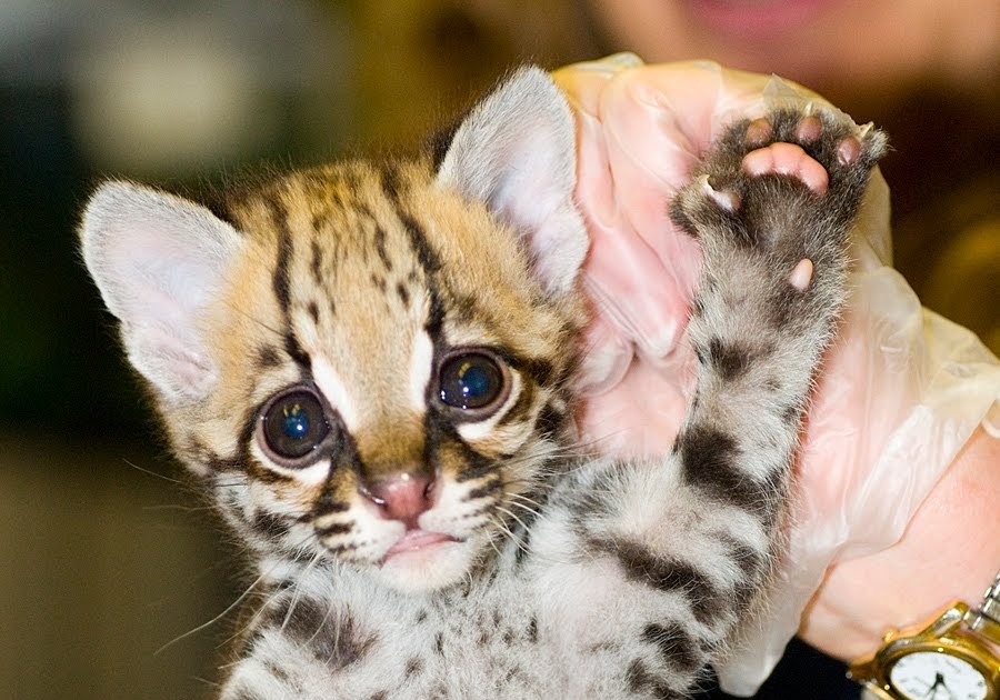Ocelot Ocelots' Reproduction