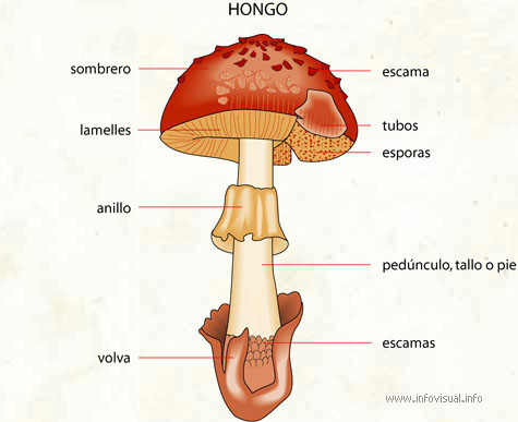 Clasificacion Del Reino Animal. Caracteristica del Reino fungi; Caracteristica del Reino fungi. bloodycape. Aug 31, 02:48 PM clasificacion de los animales. Clasificacion Del Reino Animal. Caracteristica del Reino fungi; Caracteristica del Reino fungi. bloodycape. Aug 31, 02:48 PM
