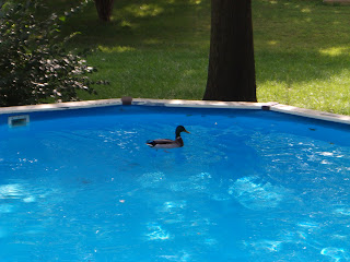 The ABC3s of Miscellany: Duck in Pool