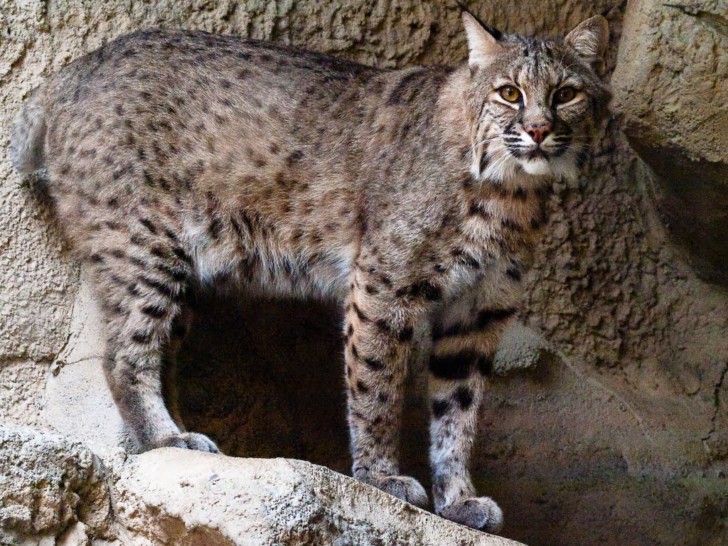 Bobcat Of Tidewater