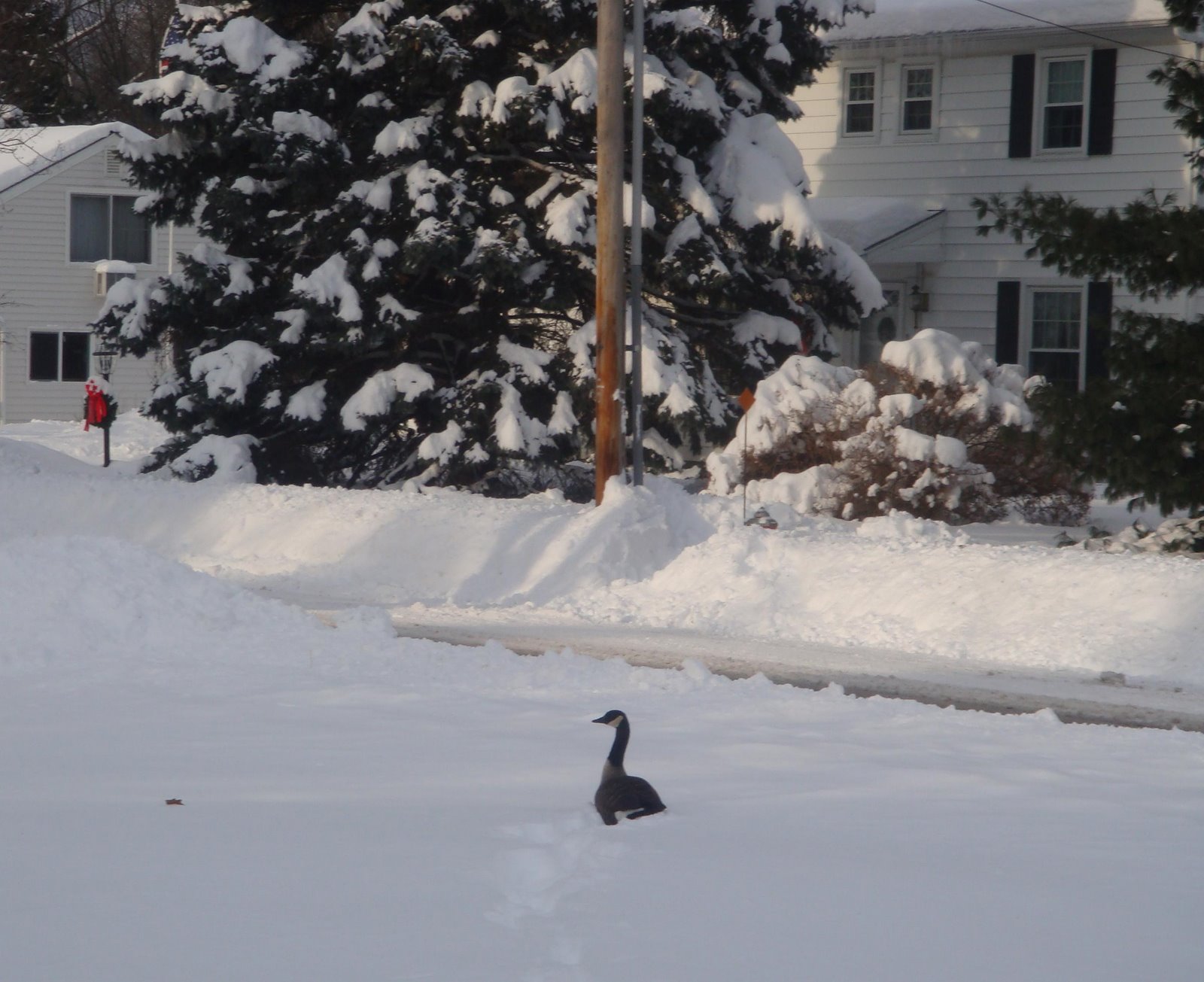 [blog_goose.JPG]