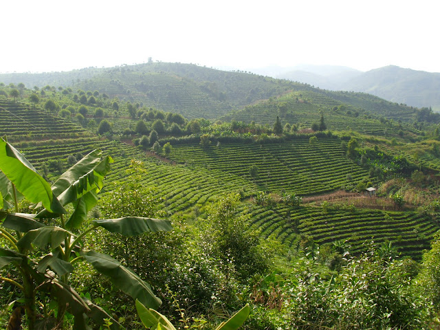 Un blog très interessant sur le thé de la région du Yunnan Du+Sheng+Tai+Cha+%25C3%25A0+Jingmai_html_m2eb1a283