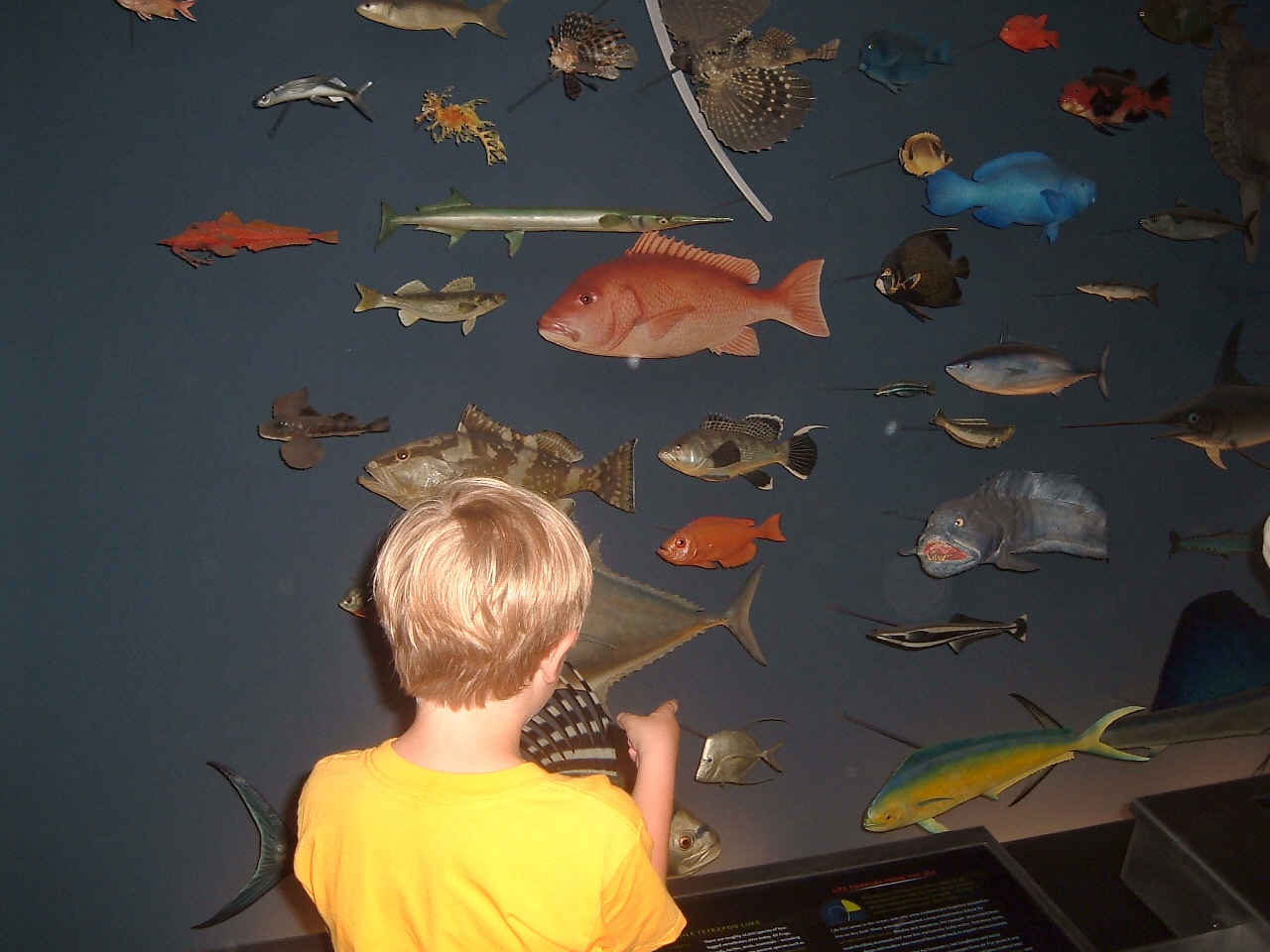 [Identifying+the+fish.JPG]