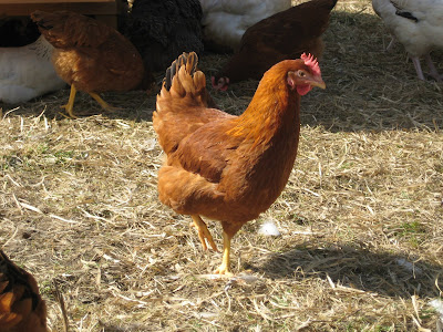 La spiritualité du pape François, qui n'est pas sans une certaine "légèreté" ...que Dieu aime? POULE+PONDEUSE