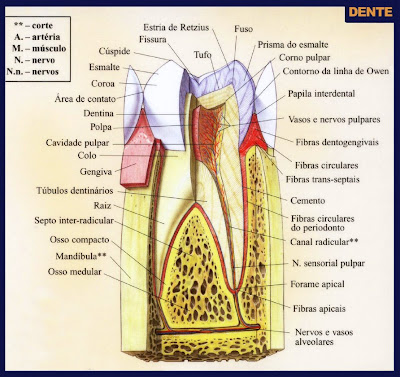 Resumão: Anatomia Dentária - Maria Ignez T. Franca