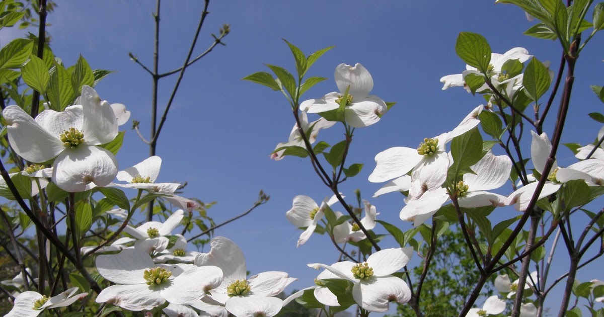 Country Corner: Flowering Dogwood in a Blue Clear Sky