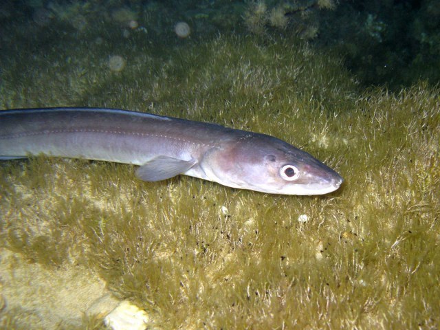 [_conger_conger_1.jpg]