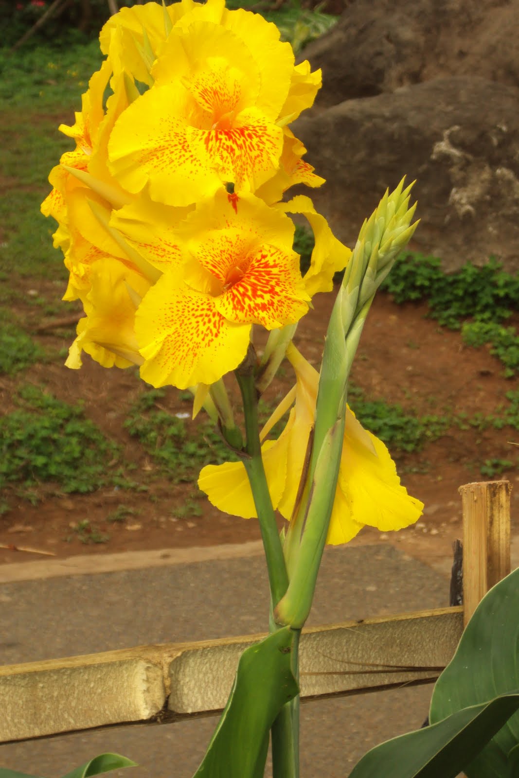 Orchids and other Variety of Flowers Bandera Española