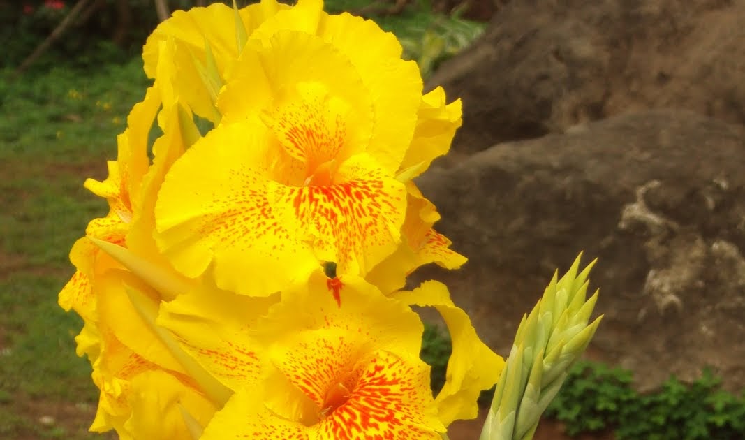 Orchids and other Variety of Flowers Bandera Española