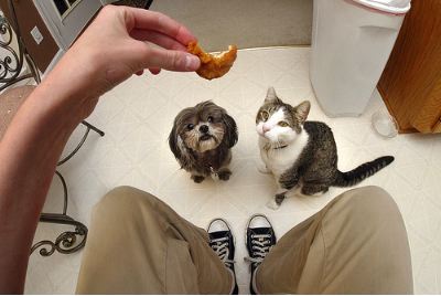 [cat-dog-food.jpg]