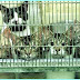 Cosmetics Animal Testing