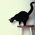 Cat Coats Tuxedo