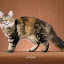 Cat Coats Torbie