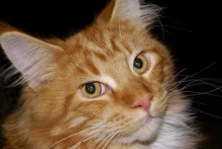 Red and White Maine Coon cat