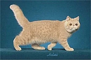 cream spotted tabby cat