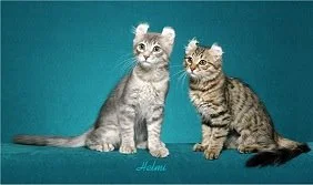 blue-and-brown-mackerel-tabby-cats