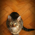 Eliminate cat urine odor