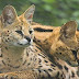 Servals for sale