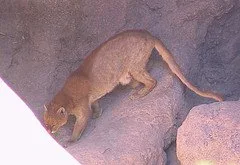 Jaguarundi wildcat