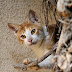 Feral cats spread disease?