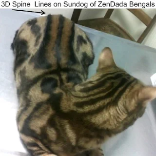 Bengal Cat Sundog with 3D Spine Lines