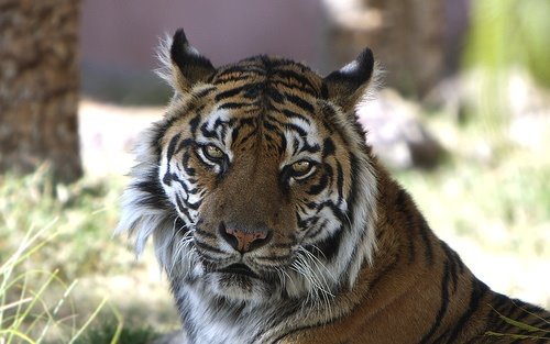 [sumatran-tiger.jpg]