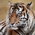 Sumatran Tiger Attacks