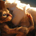 Ugly Little Kitty