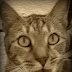 Cats Are Not Truthful
