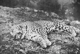 famous man eating leopard 1910