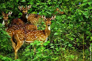 deer India