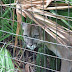 Big Cat Rescue