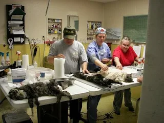 feral cats undergoing neutering