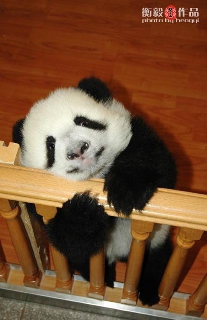 [panda+2.bmp]